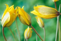 Tulipa sylvestris - Wild tulip