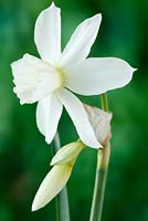 Narcissus 'Thalia'. Daffodil Div 5 Triandrus  