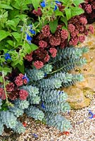 Border in the Collector Earl's Garden features a colourful mix of Euphorbia myrsinites, deep red sedum and blue Salvia patens