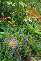 Border in the Collector Earl's Garden features a colourful mix of Euphorbia myrsinites, deep red sedum, nasturtiums, rudbeckias, white Crinum x powellii 'Album' and blue Salvia patens