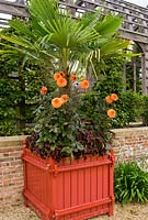 Dahlia 'David Howard' with trachycarpus and deep red solenostemon in planters in the Collector Earl's Garden.