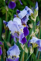 Blue irises. Old Rectory, Pulham, Dorset, UK