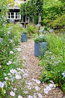 Gravel path with Asters, Agapanthus and containers of Pelargoniums - Brook Hall Cottages, Essex NGS