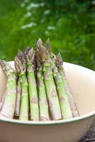 Freshly picked asparagus in enamel bowl