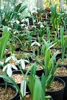 Galanthus collection - Snowdrops in greenhouse. 