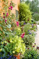 Colourful containers with annuals by house
