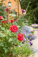 Red Rosa in garden