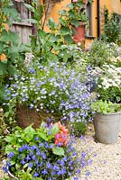Colourful containers with annuals inc Lobelia by house