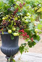 Autumn floral decoration in urn using foraged wild berries and foliage inc Malus sylvestris - Crabapples, Crataegus monogyna - Hawthorn, Rubus fruticosus - Blackberries and Prunus spinosa - Sloes or Blackthorns 