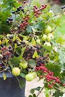 Autumn floral decoration in urn using foraged wild berries and foliage inc Malus sylvestris - Crabapples, Crataegus monogyna - Hawthorn, Rubus fruticosus - Blackberries and Prunus spinosa - Sloes or Blackthorns 