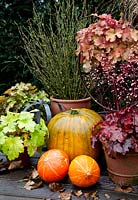 Autumn display of containers with Coral Bells together with pumpkins. Clockwise at the top Heuchera 'Caramel' , Heuchera 'Fire Chief', Heuchera 'Electric Lime' and Heuchera 'Ginger Ale'