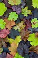 A collection of leaves from many varieties of Heuchera - Coral Bells. The varieties are Electirc Lime, Citronelle. Lime Marmelade, Lime Rickey, Caramel, Marmelade, Black Out, Plum Pudding, Velvet Night, Midnight Rose, Ginger Ale, Obsidian, Peach Flambe, Georgia Peach, Plum Royal 