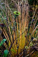Echinacea 'Green Envy' and Molinia caerulea subsp. caerulea 'Overdam'  in autumn colour - Coneflower and Purple moor grass