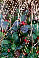 Gaulteria procumbens 'Winter Pearls' with berries and Carex 'Milk Chocolate' - Wintergreen, Checkerberry, boxberry, Eastern teaberry, Sedge