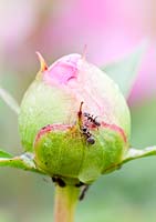 Paeonia lactiflora 'Sarah Bernhardt' bud with ants - Peony