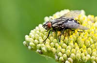 Syrphidae - Fly feeding on Achillea