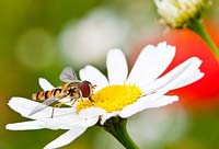 Hoverfly on flower