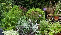 Display of mixed container planting with perennials and Box - Perennials from left Echinacea 'Green Jewel', Polemonium 'Stairway to Heaven', Sedum 'Postmanns Pride', Nepeta mussinii, Scabiosa 'Chile Black', Stachys byzantina, Scabiosa 'Fame', Geranium 'Crystal Lake'. On the chair Linaria 'Antique Silver', Carex 'Milk Chocolate', Rosularia pallida