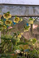 The polytunnel at Hazels Cross Farm where M. Byford holds his National Collection of Hellebores. In foreground hybrid yellow-apricot Hellebore with heavy red spotting. Each flower has been cross-pollinated with different varieties.Each blue label carries the cross-pollination history.