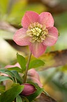 Helleborus x hybridus - semi-double, lightly veined inner and outer sepals