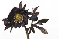 Helleborus orientalis 'Queen of the Night' double black - Hazles Cross Farm