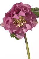 Hellebore hybrid, double pink with light veining and fimbriated edges - Hazel Cross Farm
