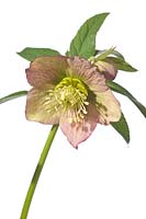 Hellebore hybrid, pink and green bicolour with green nectariess - Hazel Cross Farm