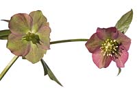 Helleborus atrorubens 'Elite', Hellebore atrorubens. On the same stem one flower in full blossom and the other pollinated and ready with seed pots - Hazel Cross Farm