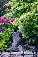Acer, ferns and Azalea growing near rocks - Japanese Garden in Wroclaw