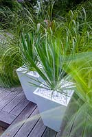 Modern white pots with Yucca filamentosa and Spartina spartyna