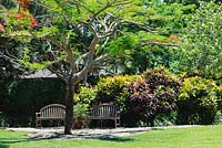 Royal Poinciana, Flamboyant tree syn. Flame tree on the main lawn - Heathcote Botanical Gardens, Florida