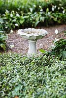 Stone bird bath surrounded by Jasmine Minima, Treachelospermum asiaticum - Heathcote Botanical Gardens, Florida