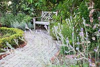 Lavandula sp. - Fern Leaf Lavender along walkway to a wooden bench in the Herb Garden - Heathcote Botanical Gardens, Florida