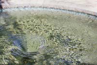 Whirlpool pond in the Reflection Garden - Heathcote Botanical Gardens, Florida