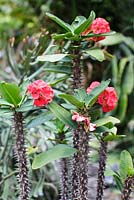 Thai Hybrid of Euphorbia milii, Crown of Thorns - Heathcote Botnaical Gardens, Florida