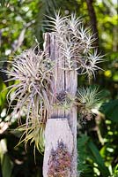 Tillandsias mounted on driftwood. T. albida (top right) T. gardneri (bottom right) - Heathcote Botanical Gardens, FLorida