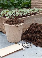 Peat pots, peat, seed packet, Yin Yang beans and a wooden tray with Brassica seedlings