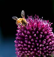 Apis mellifera feeding on Allium sphaerocephalon - Honey Bee