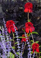 Border with Echinacea 'Hot Papaya', Perovskia 'Little Spire' and in the backgronud Cimicifuga (Actaea) simplex 'Brunette'