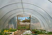 One of the Polytunnels with some miniature Daffodil varieties at Broadleigh Gardens