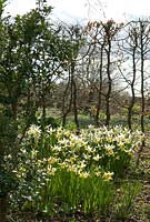 Narcissus 'Snow Bunting' - Broadleigh Gardens 