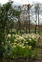 Narcissus 'Snow Bunting' - Broadleigh Gardens 

