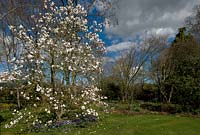 Magnolia lobneri and a carpet of Anemone blanda - Broadleigh Gardens