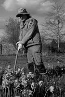 One of the gardeners at the Broadleigh Gardens nurseries and in foreground Narcissus obvallaris - Tenby Daffodil