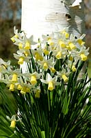 Narcissus 'Jack Snipe' under a white barked Betula utilis v jacquemontii - Himalayan Birch - Broadleigh Bulbs
