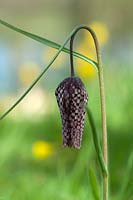 Fritillaria meleagris - Snake's Head fritillary - Broadleigh Bulbs
 
