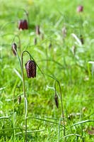 Fritillaria meleagris - Snake's Head fritillary - Broadleigh Bulbs