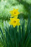 Narcissus 'Rosemoor Gold' - Broadleigh Gardens, Bishops Hull, Taunton 