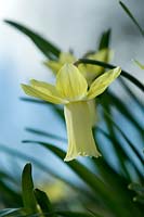 Narcissus 'Lemon Silk' - Broadleigh Gardens