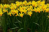 Narcissus 'February Gold' at Broadleigh Gardens